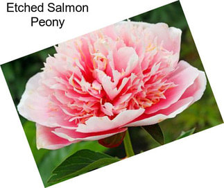 Etched Salmon Peony