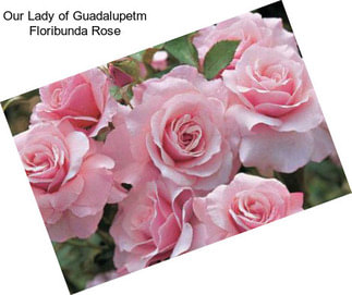 Our Lady of Guadalupetm Floribunda Rose