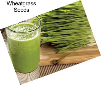 Wheatgrass Seeds