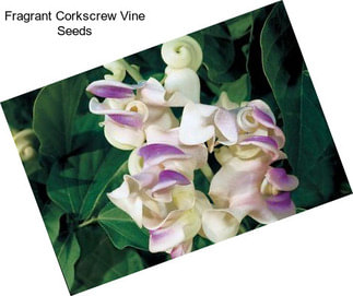 Fragrant Corkscrew Vine Seeds