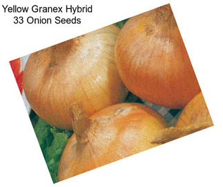 Yellow Granex Hybrid 33 Onion Seeds