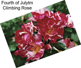 Fourth of Julytm Climbing Rose