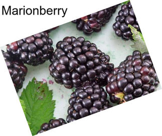 Marionberry