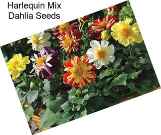 Harlequin Mix Dahlia Seeds