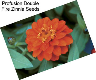 Profusion Double Fire Zinnia Seeds
