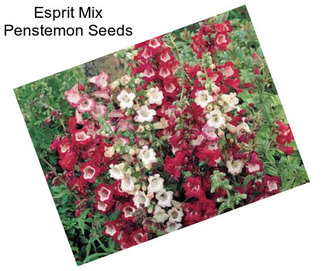 Esprit Mix Penstemon Seeds