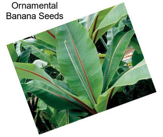 Ornamental Banana Seeds