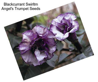 Blackcurrant Swirltm Angel\'s Trumpet Seeds