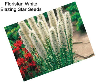 Floristan White Blazing Star Seeds