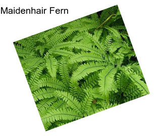 Maidenhair Fern