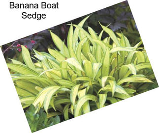 Banana Boat Sedge