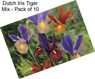 Dutch Iris Tiger Mix - Pack of 10