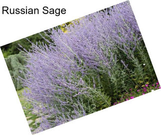 Russian Sage