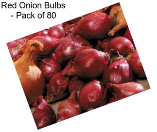 Red Onion Bulbs - Pack of 80