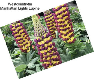 Westcountrytm Manhattan Lights Lupine