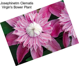 Josephinetm Clematis Virgin\'s Bower Plant