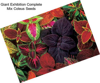 Giant Exhibition Complete Mix Coleus Seeds