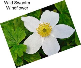 Wild Swantm Windflower