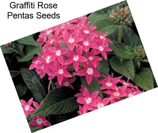 Graffiti Rose Pentas Seeds