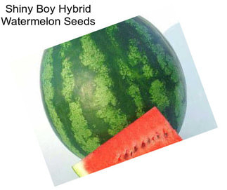 Shiny Boy Hybrid Watermelon Seeds