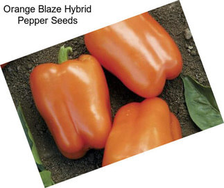Orange Blaze Hybrid Pepper Seeds