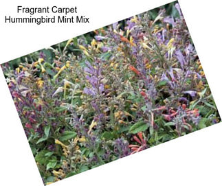 Fragrant Carpet Hummingbird Mint Mix