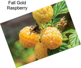 Fall Gold Raspberry