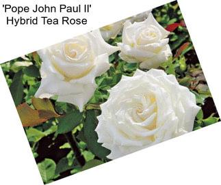 \'Pope John Paul II\' Hybrid Tea Rose