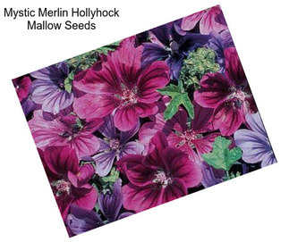 Mystic Merlin Hollyhock Mallow Seeds