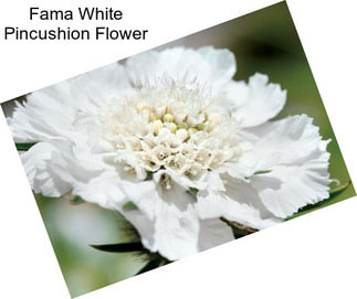 Fama White Pincushion Flower