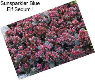 Sunsparkler Blue Elf Sedum !