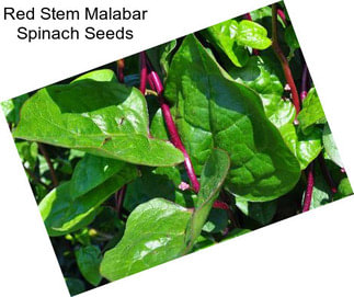 Red Stem Malabar Spinach Seeds