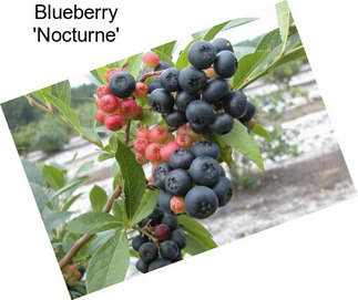 Blueberry \'Nocturne\'