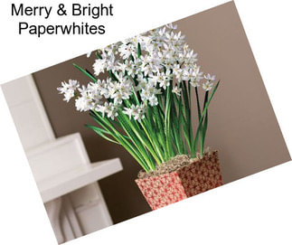 Merry & Bright Paperwhites