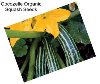 Cocozelle Organic Squash Seeds