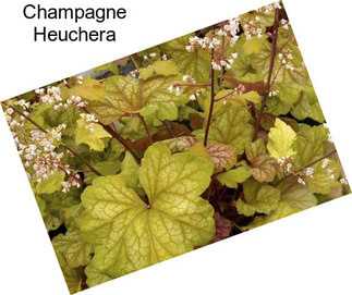 Champagne Heuchera