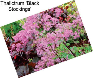 Thalictrum \'Black Stockings\'