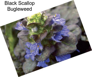 Black Scallop Bugleweed