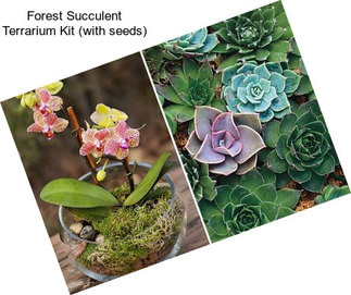 Forest Succulent Terrarium Kit (with seeds)