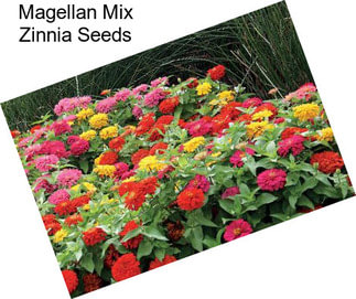 Magellan Mix Zinnia Seeds