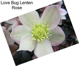 Love Bug Lenten Rose