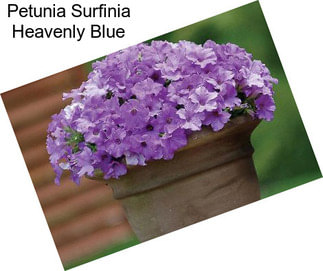 Petunia Surfinia Heavenly Blue