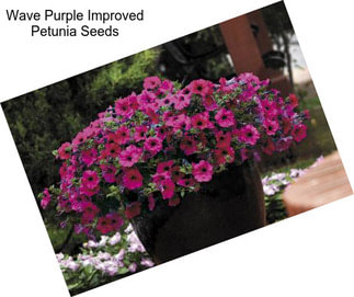Wave Purple Improved Petunia Seeds
