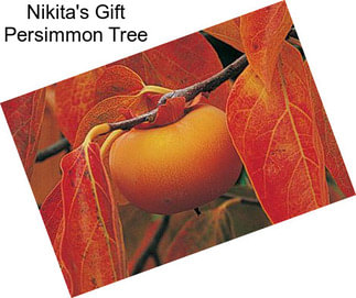 Nikita\'s Gift Persimmon Tree