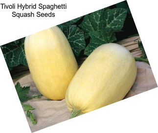 Tivoli Hybrid Spaghetti Squash Seeds