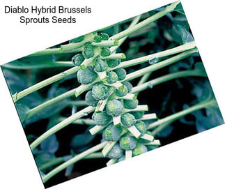 Diablo Hybrid Brussels Sprouts Seeds