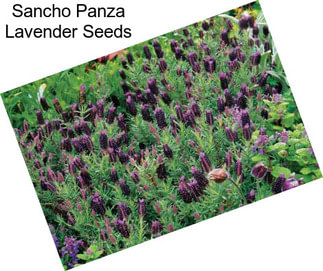 Sancho Panza Lavender Seeds