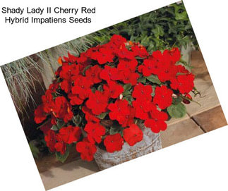 Shady Lady II Cherry Red Hybrid Impatiens Seeds