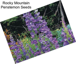 Rocky Mountain Penstemon Seeds