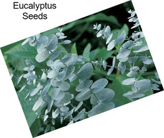 Eucalyptus Seeds